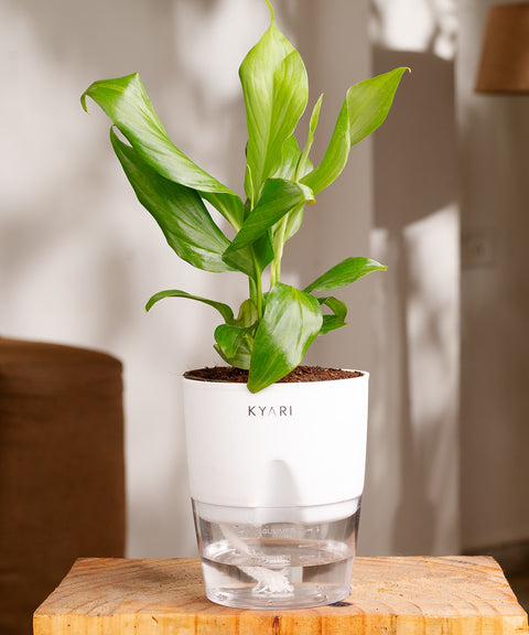 Peace Lily Plant