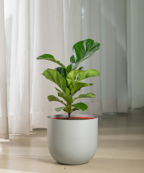 Ficus Lyrata - Fiddle Fig- Arbor Planter