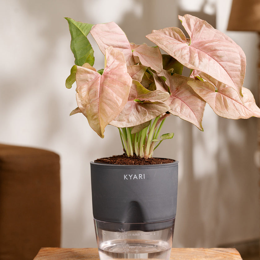 Buy Indoor Plants For Home from the #1 Brand in India – Kyari.co