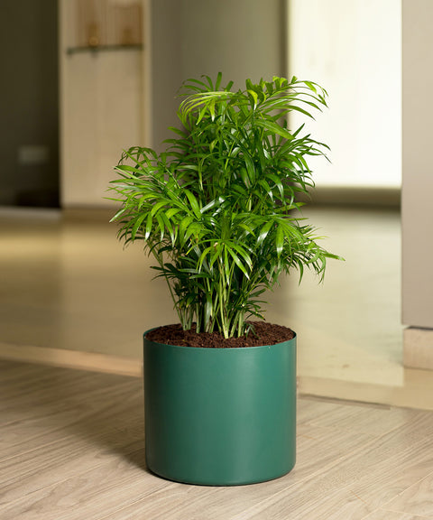 Chamaedorea Palm with Zen Planter