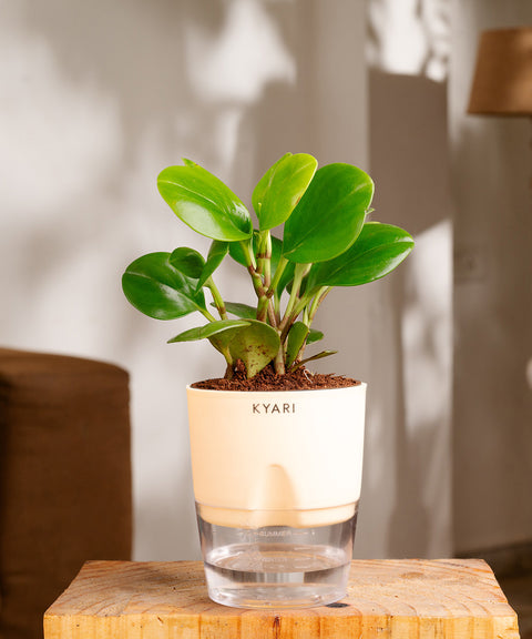 Peperomia Green Plant - BYOB