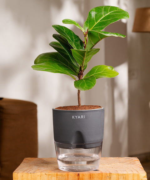 Fiddle Fig Plant - BYOB