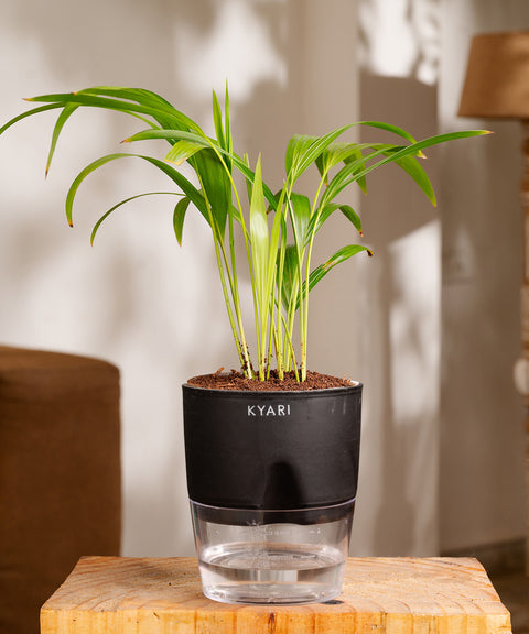 Areca Palm Plant - BYOB