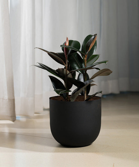 Black Rubber with Arbor Planter