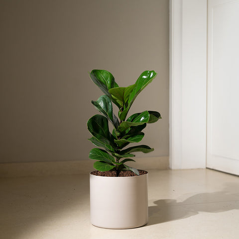 Ficus Lyrata - Fiddle Fig- Zen Planter