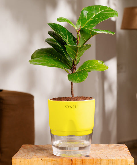 Fiddle Fig Plant - BYOB