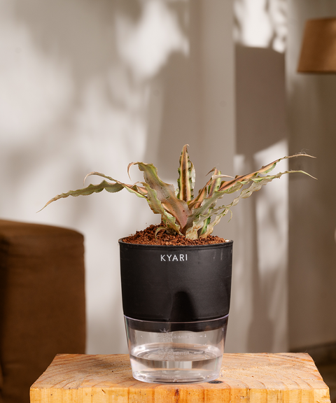 Cryptanthus Plant - BYOB