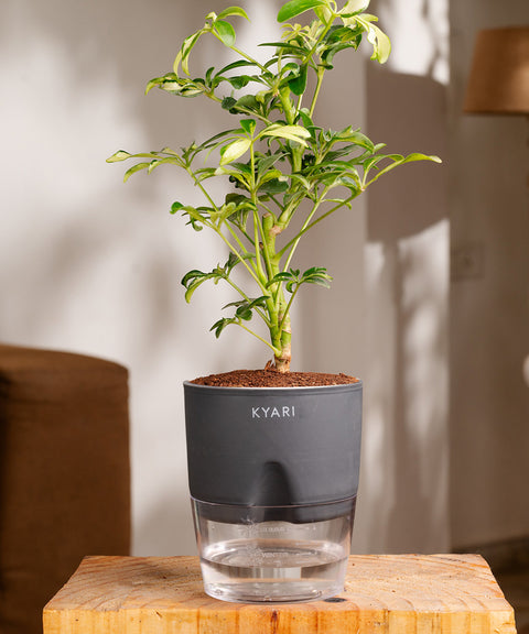 Ficus Safari Plant - BYOB