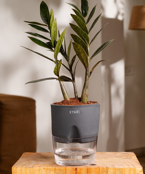 ZZ - Zamia Black Plant