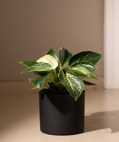 Philodendron Berkin with Zen Planter