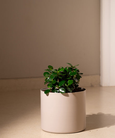 Ficus Microcarpa with Zen Planter