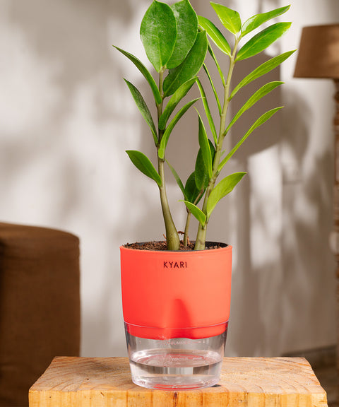 Zamia Green - ZZ Plant