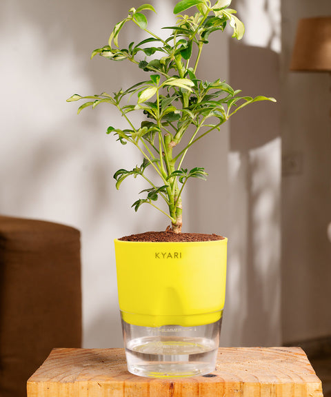 Ficus Safari Plant - BYOB