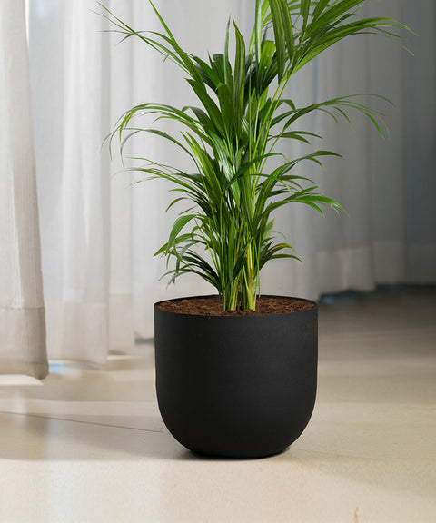 Areca Palm with Arbor Planter