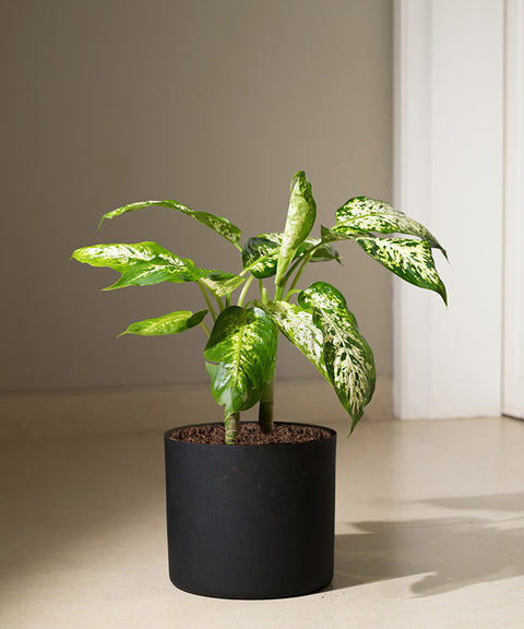 Dieffenbachia Cheetah with Zen Planter