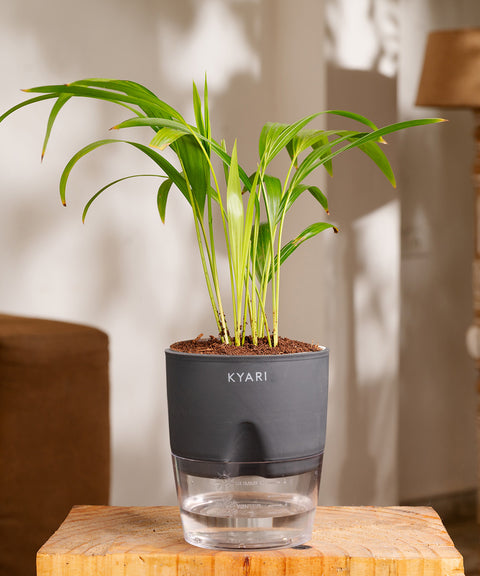 Areca Palm Plant - BYOB