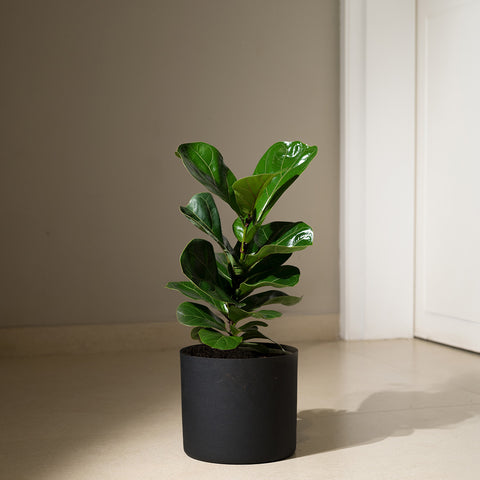 Ficus Lyrata - Fiddle Fig- Zen Planter