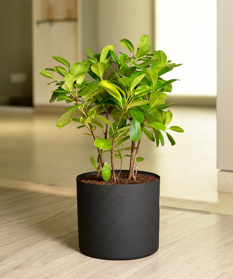 Ficus Moclame Plant with Zen Planter