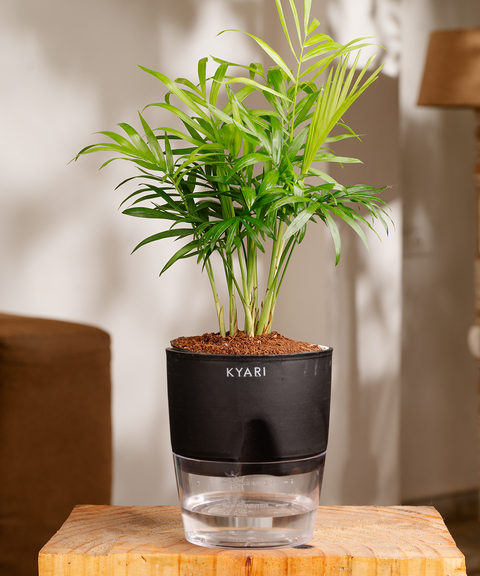 lucky palm plant Chamaedorea Palm Plant With Self Watering Pot