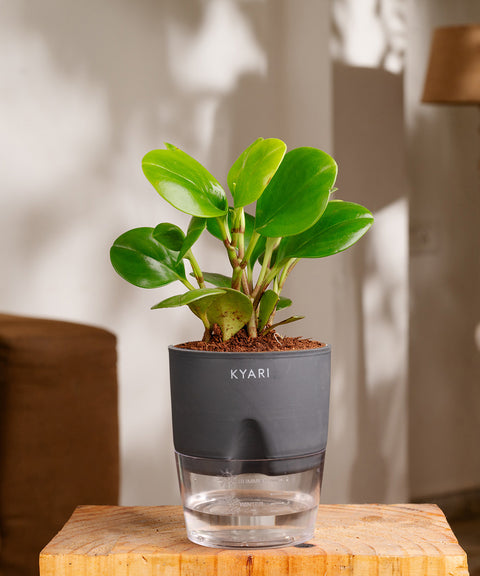 Peperomia Green Plant