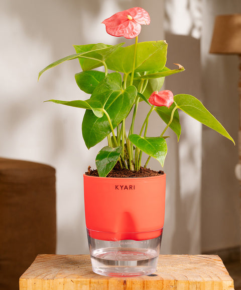 Anthurium Red Plant With Self Watering Pot