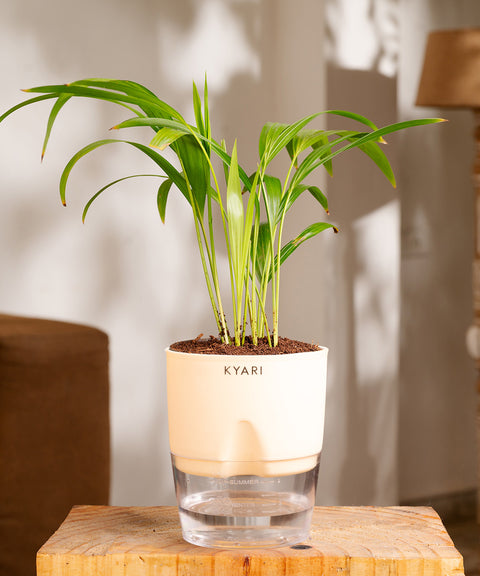 Areca Palm Plant - BYOB