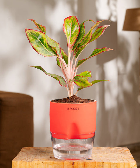 Aglaonema Lipstick Plant