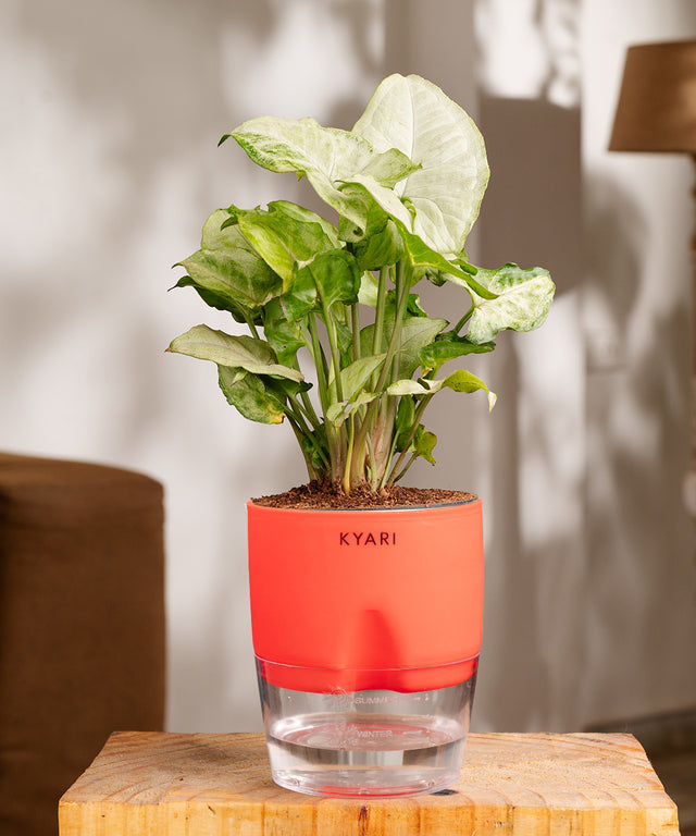 Best Indoor Plants for Home to Keep Your House Interior Green – Kyari.co
