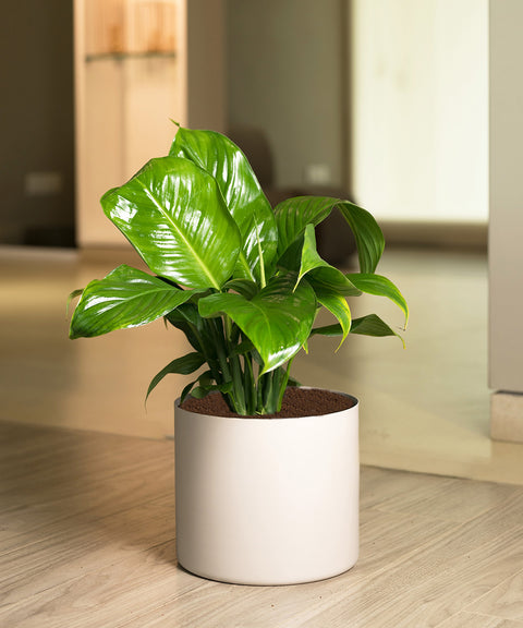 Peace Lily with Zen Planter