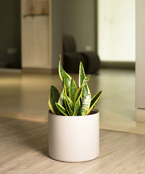 Sansevieria Zeylencia Golden with Zen Planter