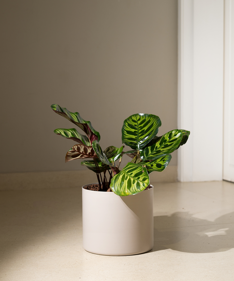 Calathea Peacock with Zen Planter