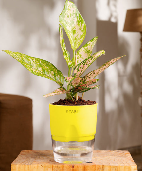 Aglaonema Pink Valentine Plant