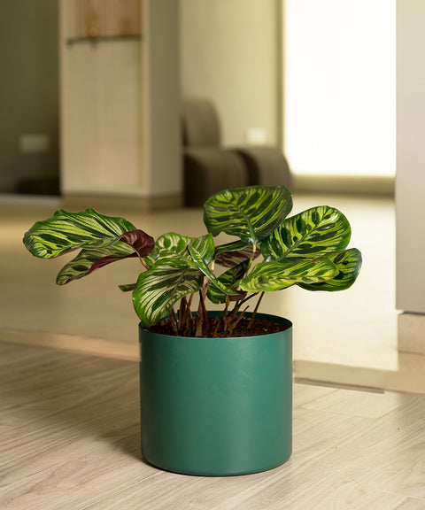 Calathea Peacock with Zen Planter