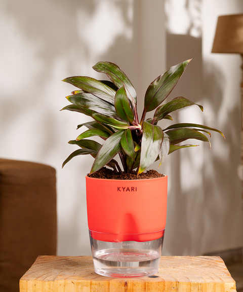 Dracaena Compacta Plant - BYOB