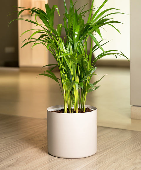 Areca Palm with Zen Planter