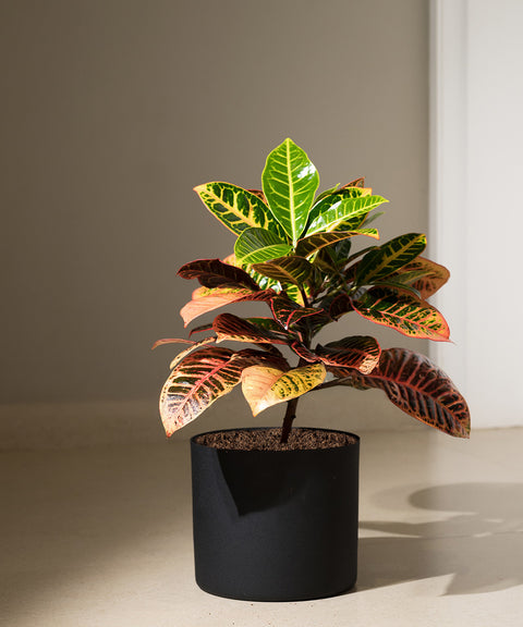 Croton Petra with Zen Planter