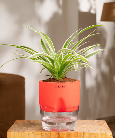 Spider Plant