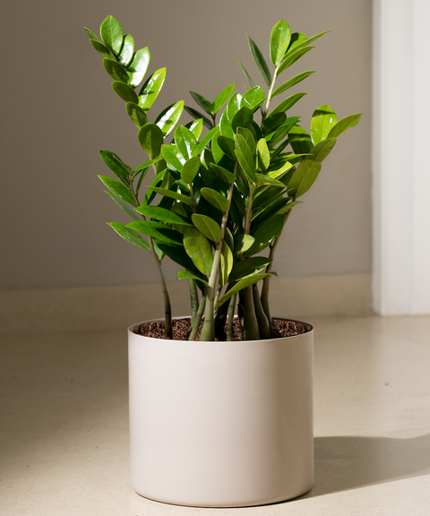 ZZ Green with Zen Planter