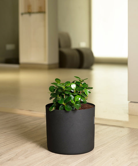 Ficus Microcarpa with Zen Planter