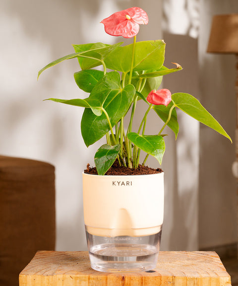 Anthurium Red Plant With Self Watering Pot