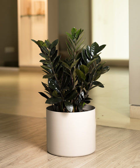 ZZ Black with Zen Planter