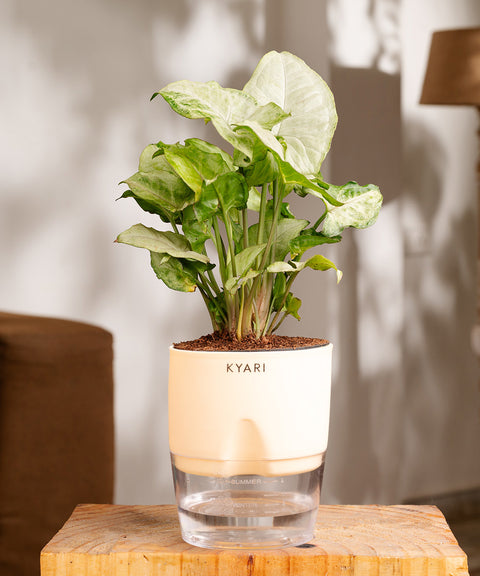 Syngonium Pixie White Plant - BYOB