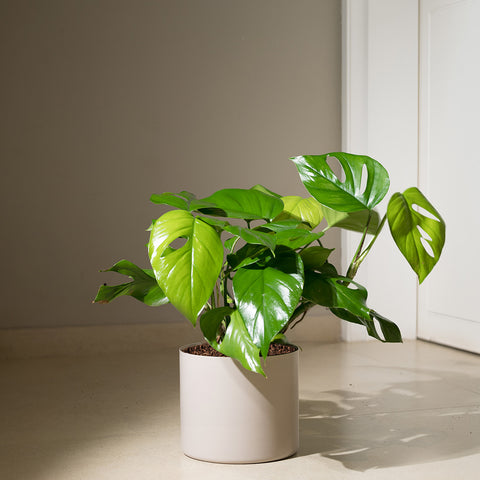 Monstera Deliciosa with Zen Planter