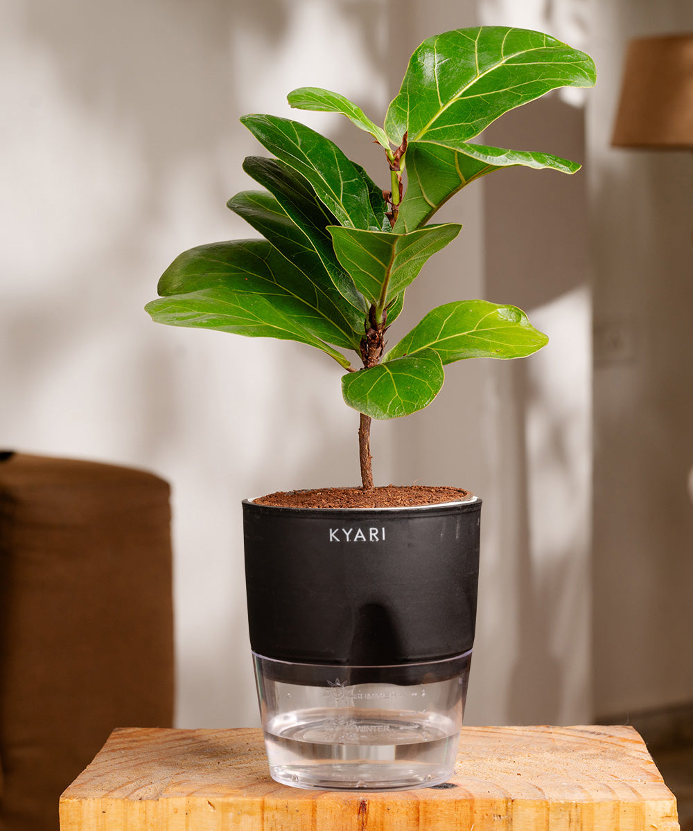 self watering planter fiddle leaf fig Fiddle Fig Plant With Self Watering Pot