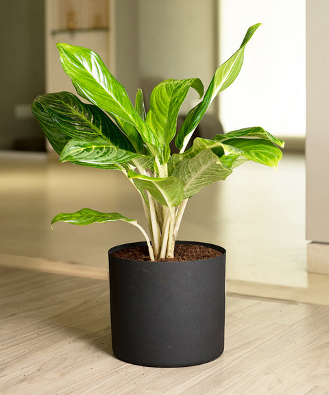 Aglaonema Ice Plant with Zen Planter