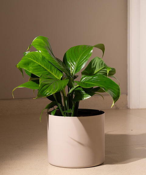 Peace Lily with Zen Planter