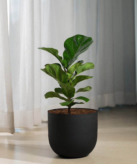 Ficus Lyrata - Fiddle Fig- Arbor Planter