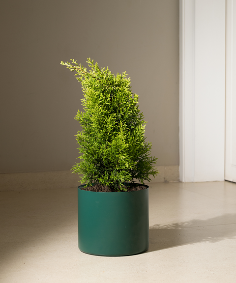 Thuja Plant with Zen Planter