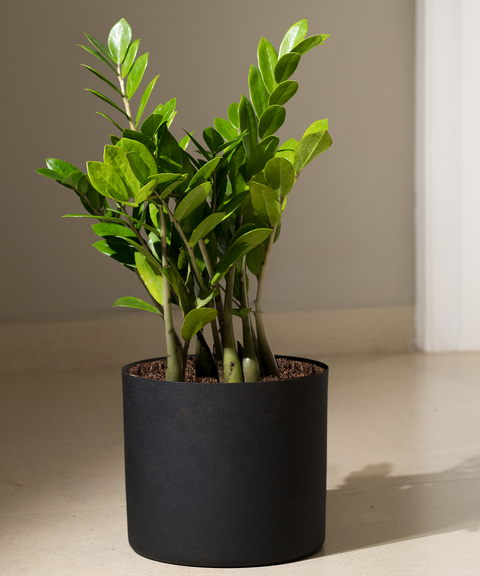 ZZ Green with Zen Planter