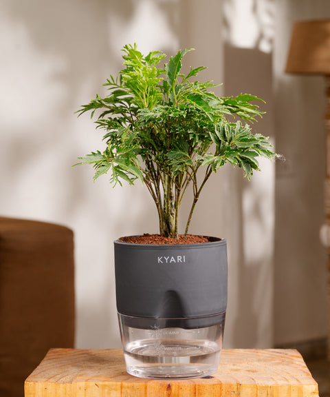 Aralia Green Plant - BYOB